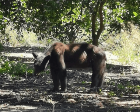 Tamaulipas, en alerta por avistamiento de osos