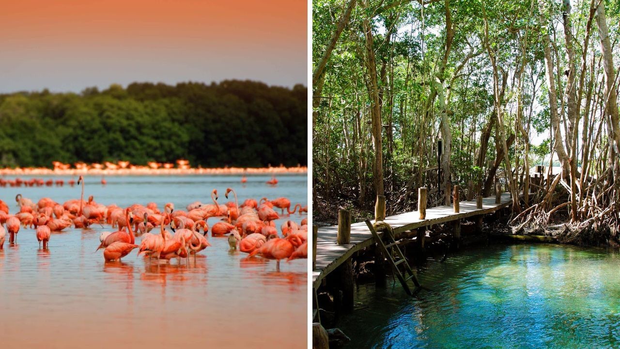 Este puerto invitar a acercarte y conocer su biodiversidad Foto: Ilustrativa/Yucatán Turismo