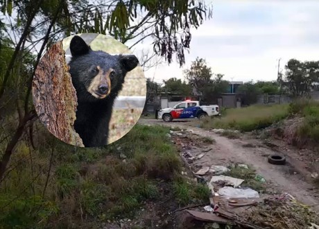 Oso grande sorpende en Escobedo; autoridades lo guiaron a su hábitat (VIDEO)