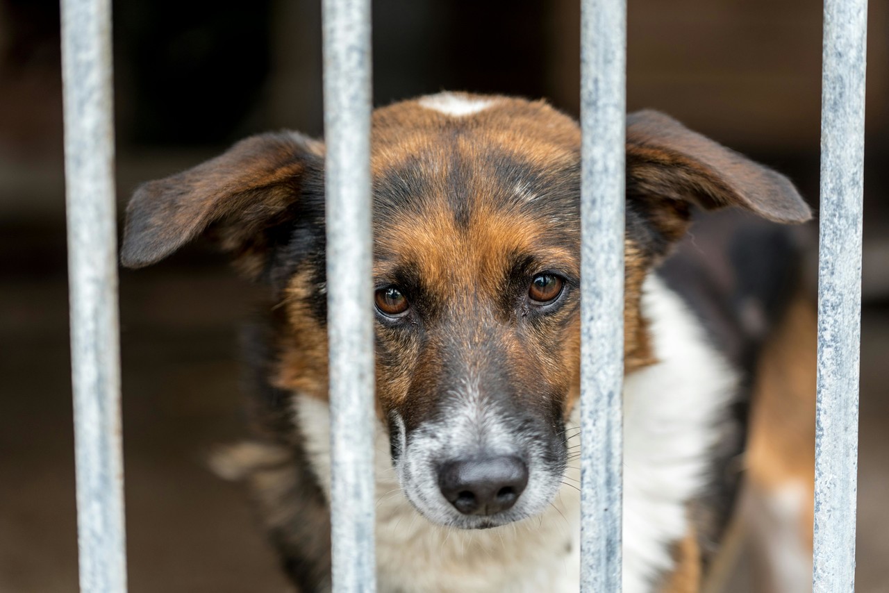 Piden ayuda para perritos. Foto de Pexels.