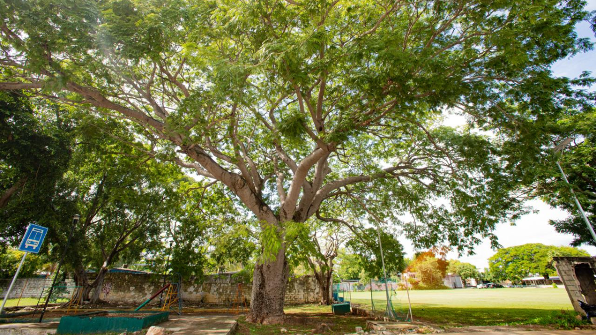 La presencia de árboles ayuda a mitigar el calor intenso de Mérida Foto: Cortesía