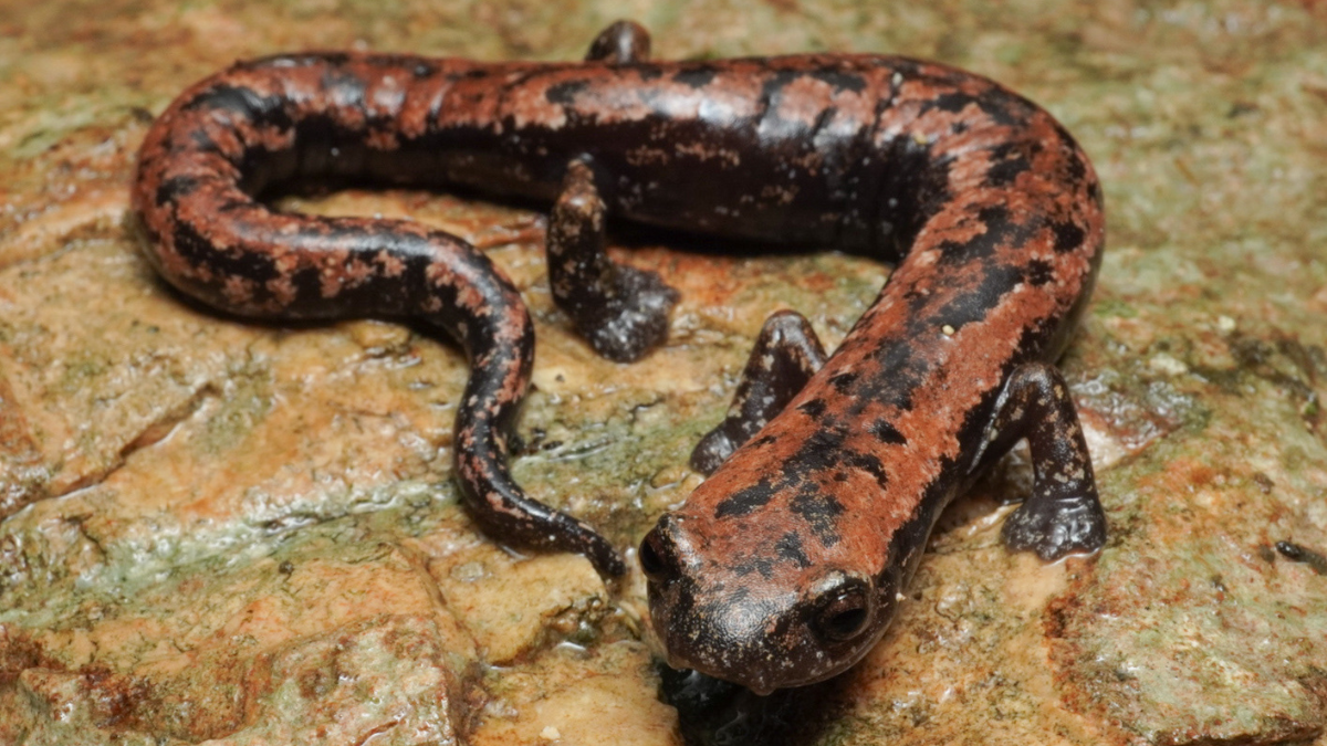 Esta es una de las especies más raras que viven en Yucatán Foto: Naturalista