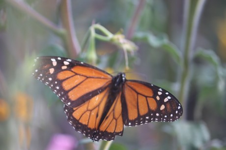 Mariposa Monarca: el pico migratorio ya está en su Santuario, ¿Cuándo puedes visitarlo?