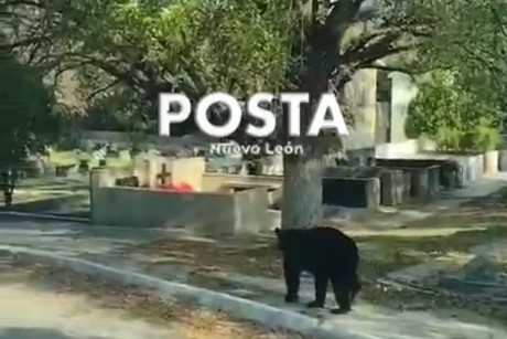 Oso visita panteón de Monterrey (VIDEO)