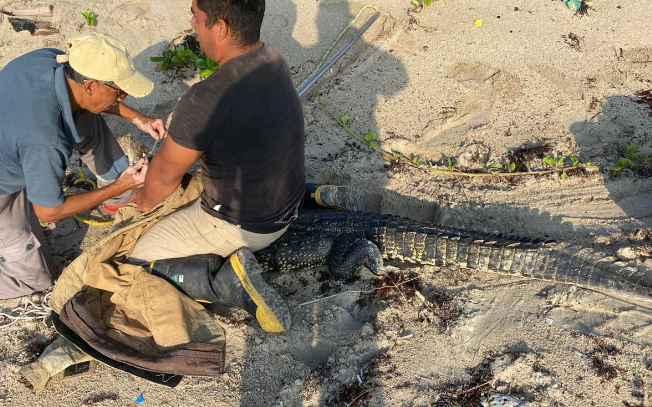 Otro cocodrilo capturado en playa Miramar. Foto: Axel Hassel