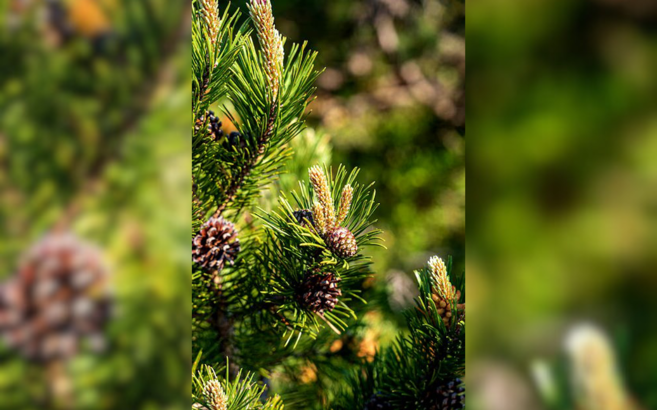 ¿Y tú que prefieres un pino natural o un pino artificial?. Foto: Sanju Pineda