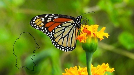 La Mariposa Monarca desafía pronósticos y engalana el cielo de Saltillo