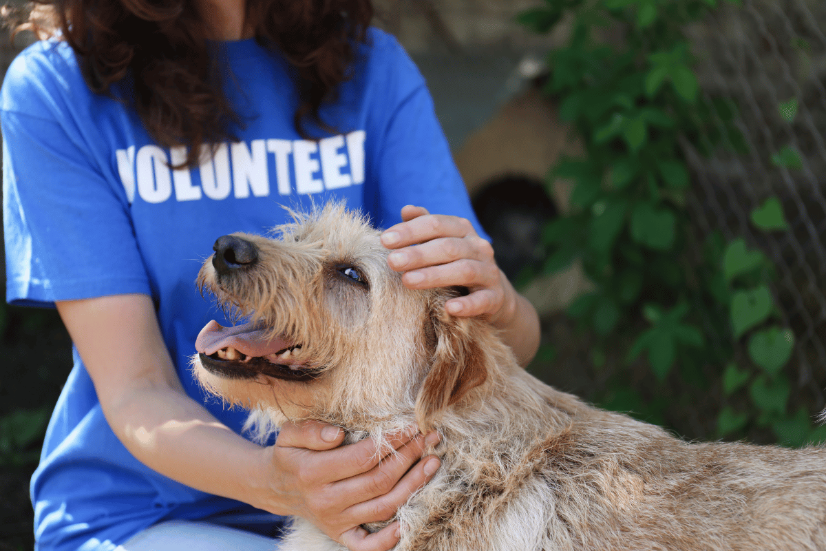 Consejos para rescatistas de animales: ¿Cómo ayudar a los asustados y agresivos?