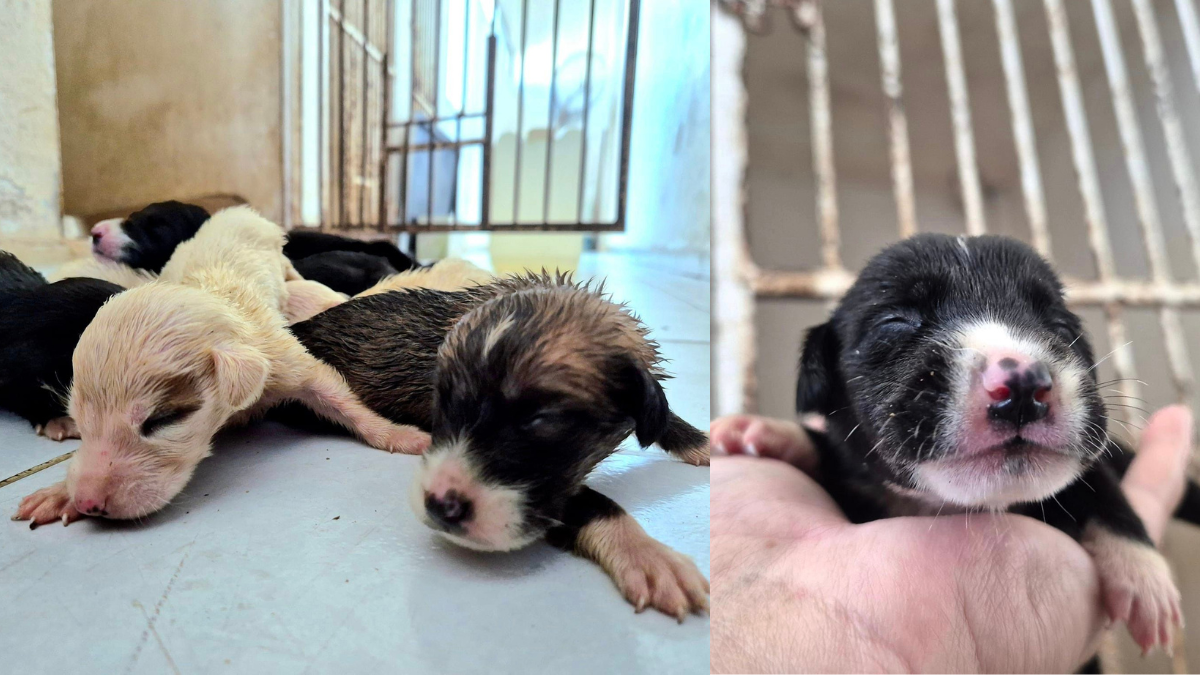 Los perritos estuvieron a punto de ser aplastados por maquinaria pesada Foto: Cortesía