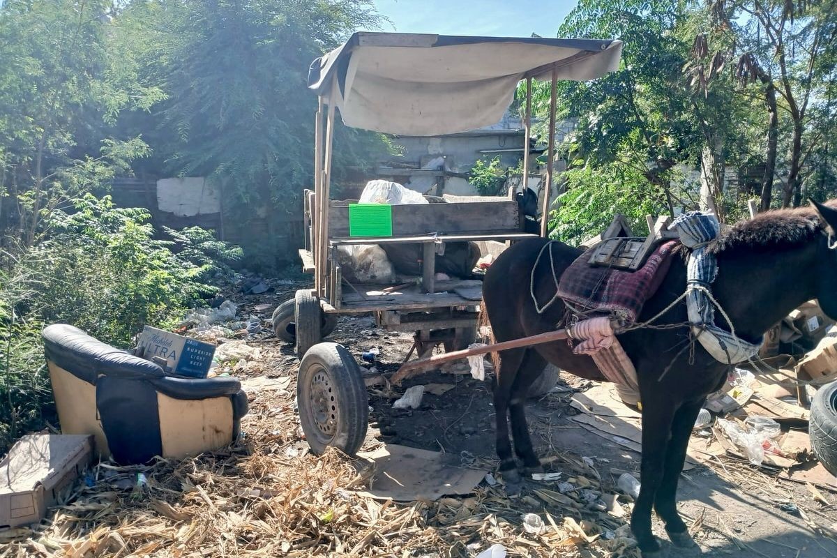 Carretoneros tienen prohibido usar burros, mulas o caballos para recolectar basura. Foto: Gobierno de Matamoros