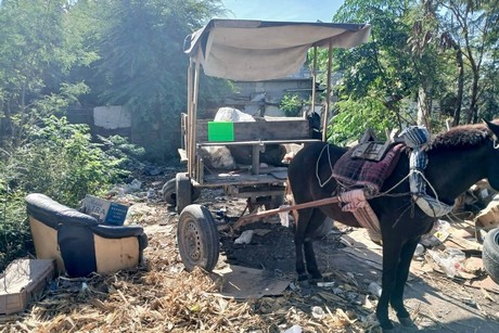 Matamoros es el primer municipio de Tamaulipas en prohibir el uso de animales para jalar carretones