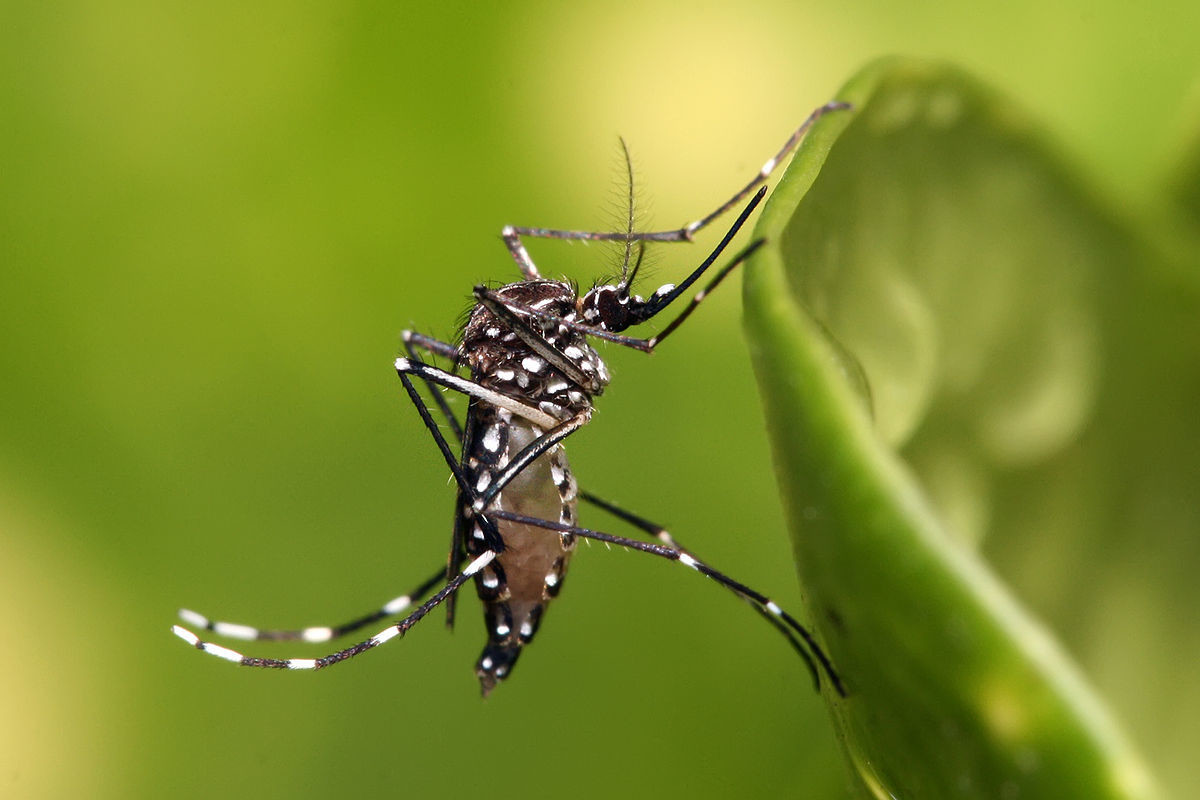 Yucatán es considerado un lugar propicio para el crecimiento de mosquitos por su clima principalmente.- Foto de Wikipedia