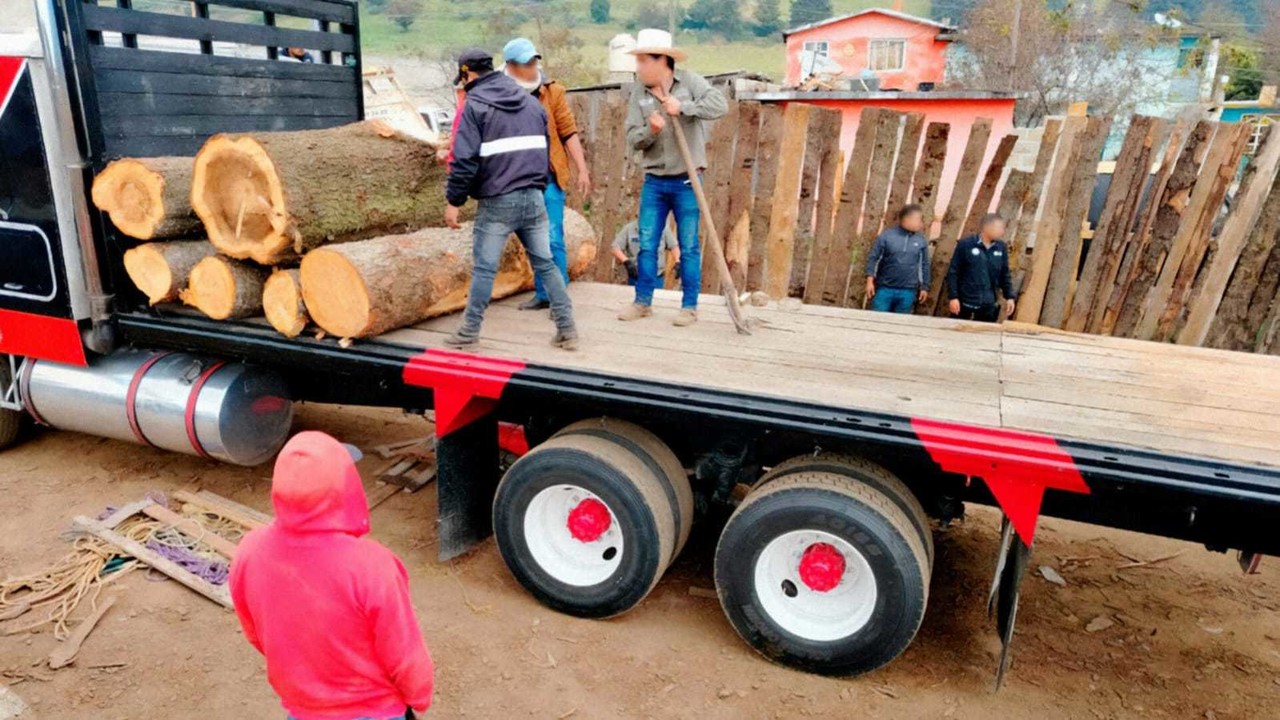 Edomex, CDMX y Morelos combaten de forma conjunta la tala clandestina. Foto: Profepa