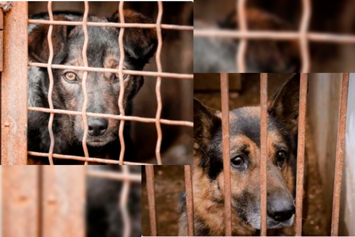 Las mascotas ahora son 'seres sintientes', no sólo seres vivos. Fotos: Shutterstock.