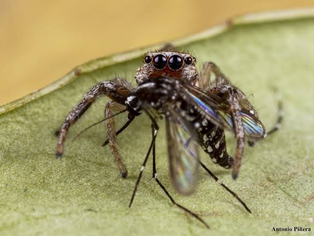 Es importante conocer su especie y características físicas, ya que algunas arañas son más peligrosas que otras. Foto de Antonio Piñeda de Google.