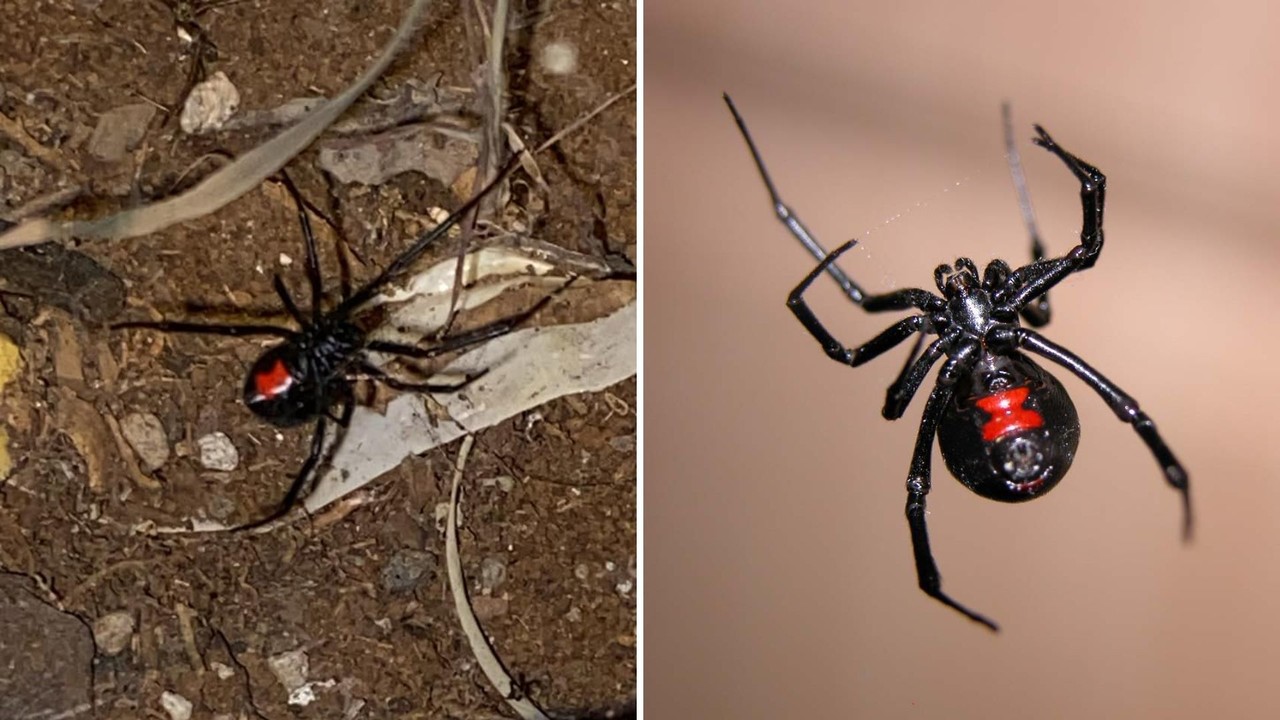 Este insecto es conocido por tener un veneno altamente peligroso Foto: Gilmer Baeza