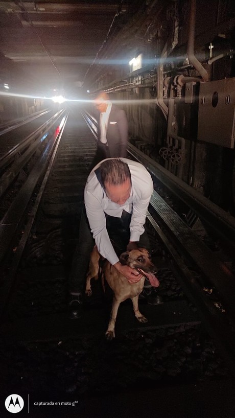 Rescate conmovedor: perrito atrapado en vías del Metro de CDMX