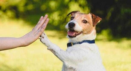 Tlalnepantla implementará protocolo pionero para la protección animal