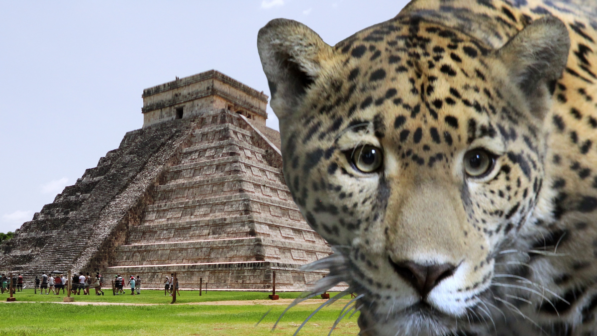 Este felino también es llamado 'el tigre de América' y está en peligro de extinción Foto: Canva/Profepa