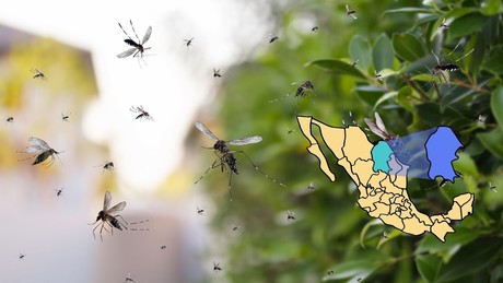 Dengue en Coahuila: ¿cuáles son los municipios que concentran más casos?