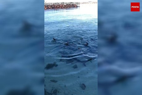 Tiburones en el malecón de La Paz: la rareza fue captada en video