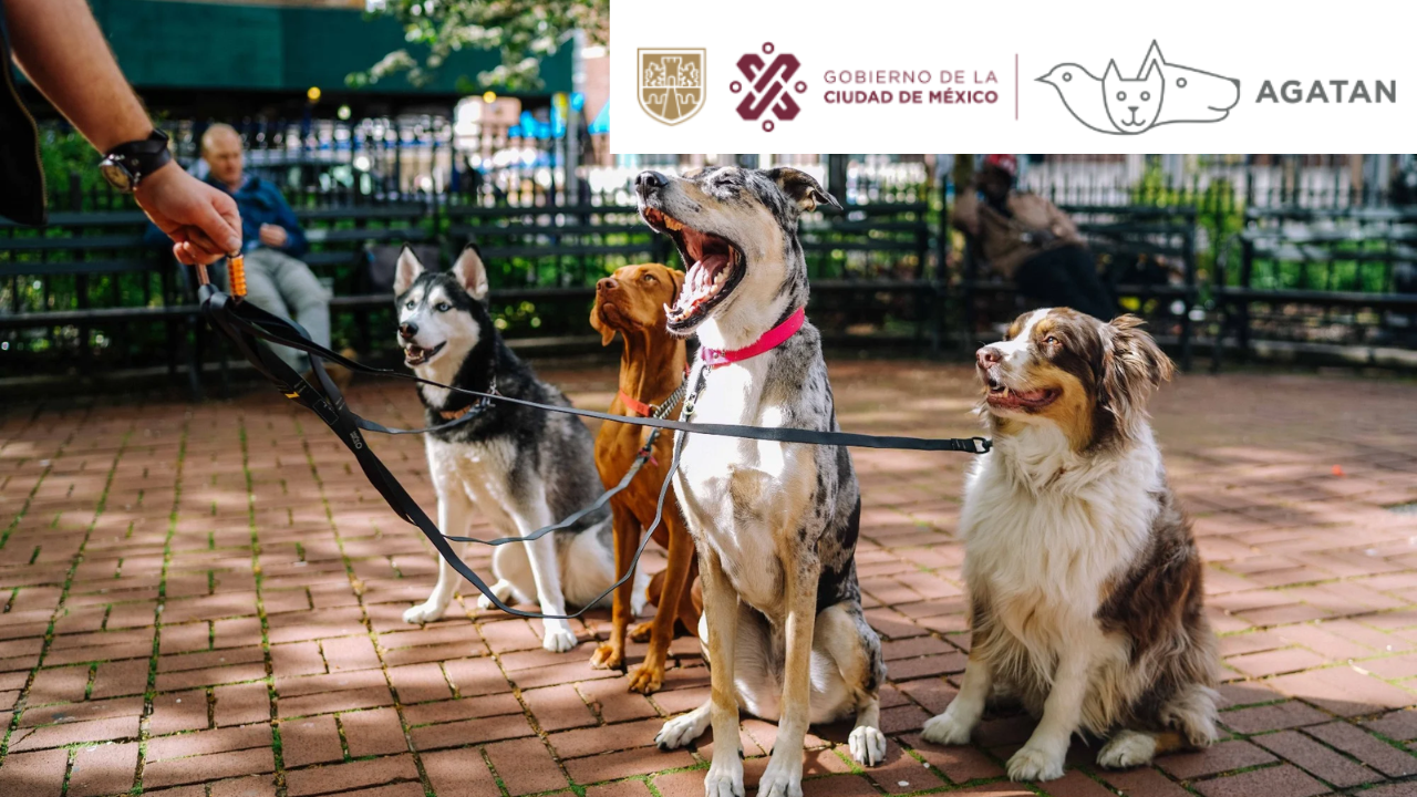 Registro de paseadores de perros, a meses de su creación carece de éxito