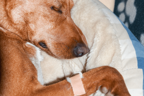 ¿Cómo saber si tu perro fue envenenado? Reconoce los síntomas y actúa rápido