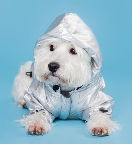 ¿Es bueno ponerles ropa o suéteres a los perros en invierno?