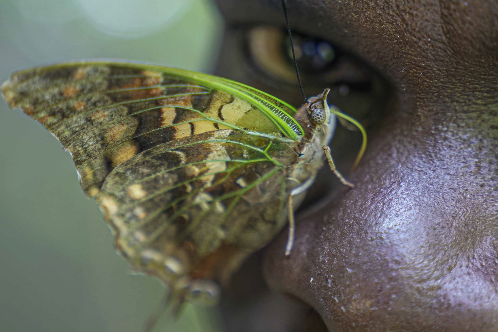 Una mariposa se posa en la nariz de Edgar Emojong, asistente de coleccionista de mariposas del Instituto de Investigación de Mariposas Africanas (ABRI) en Nairobi, Kenia, el lunes 9 de diciembre de 2024. (AP Foto/Brian Inganga)