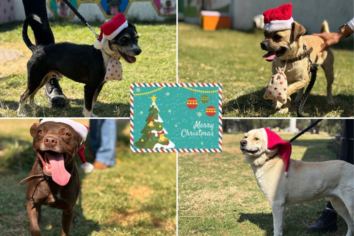 Perritos del CTC del Metro de CDMX con gorrito de Navidad y carta a Santa Claus.    Foto: STC y Freepik, editada en Canva.