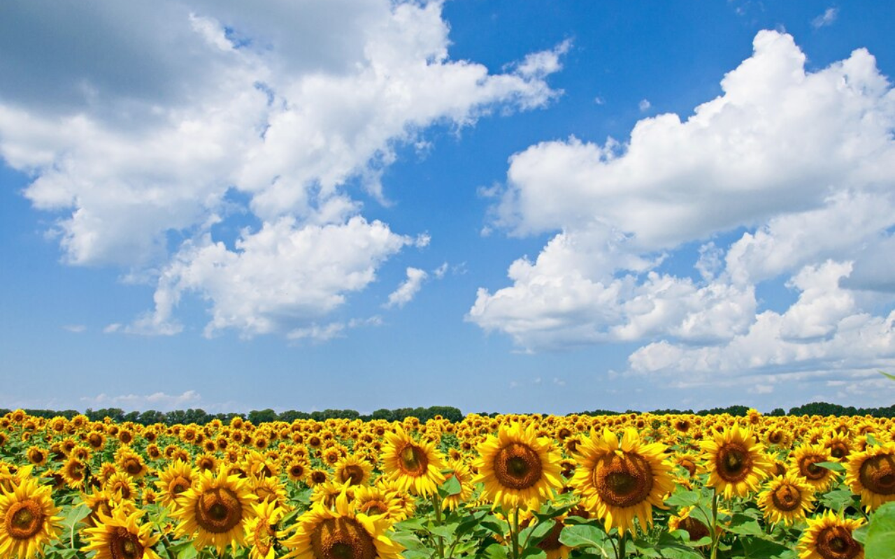 Cielo despejado para Tamaulipas. Foto: Freepik