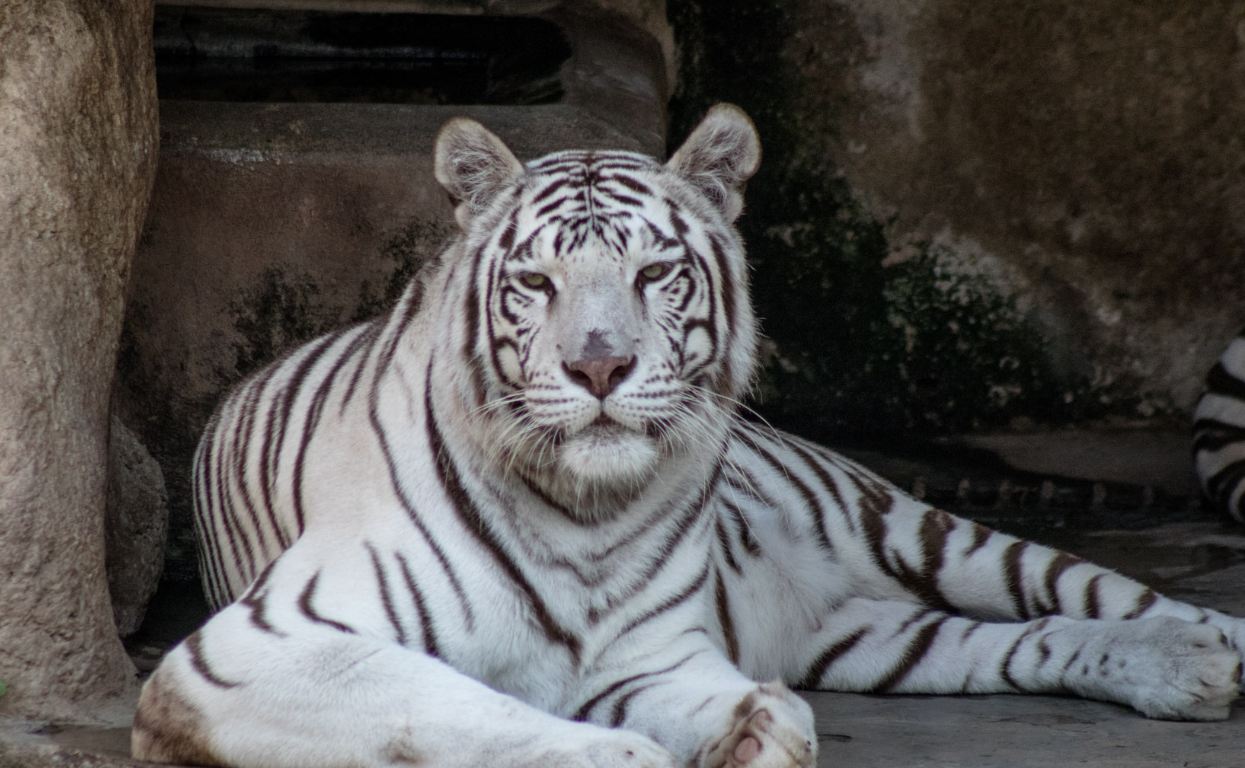 El zoológico tiene costos accesibles para todo público. Foto: Alex Villaseñor.