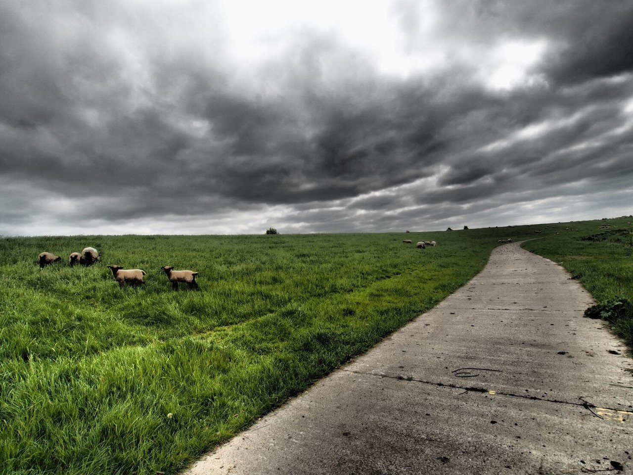 Imagen ilustrativa de unas borregas pastando en el campo nublado. Foto: Freepik