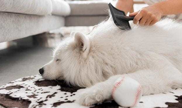 Caída de pelo en mascotas: ¿Qué lo causa y cómo solucionarlo? Foto: Freepik