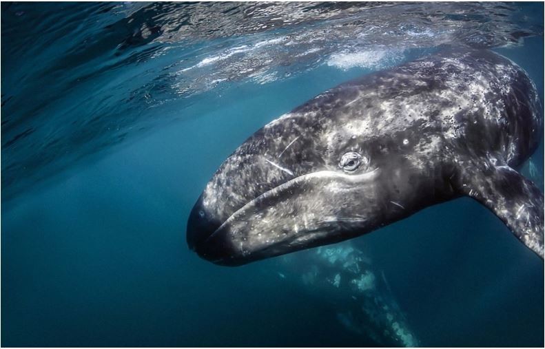 Ballena gris. Foto: CONANP.