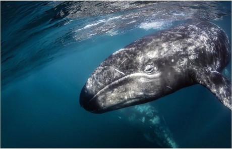 3 lugares para el avistamiento de ballena gris en BCS que debes visitar