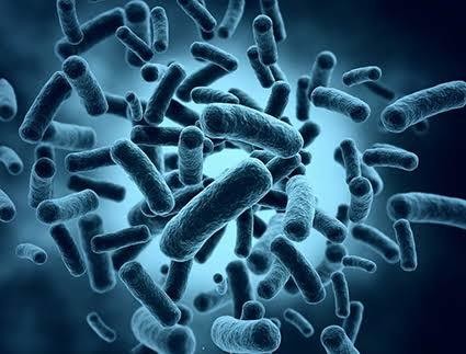 La Klebsiella es una bacteria que se encuentra en la flora intestinal. Imagen: Medicinaysaludpublica.com