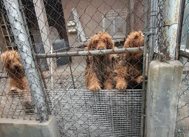 La intervención buscaba garantizar la integridad de los animales en el inmueble señalado. Foto: Fiscalía General de Justicia de Nuevo León.