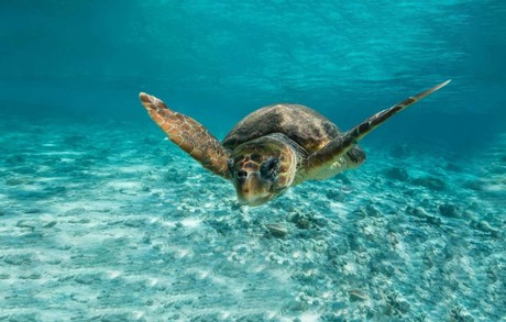 5 de las 7 tortugas marinas en peligro de extinción que viven en Cabo Pulmo