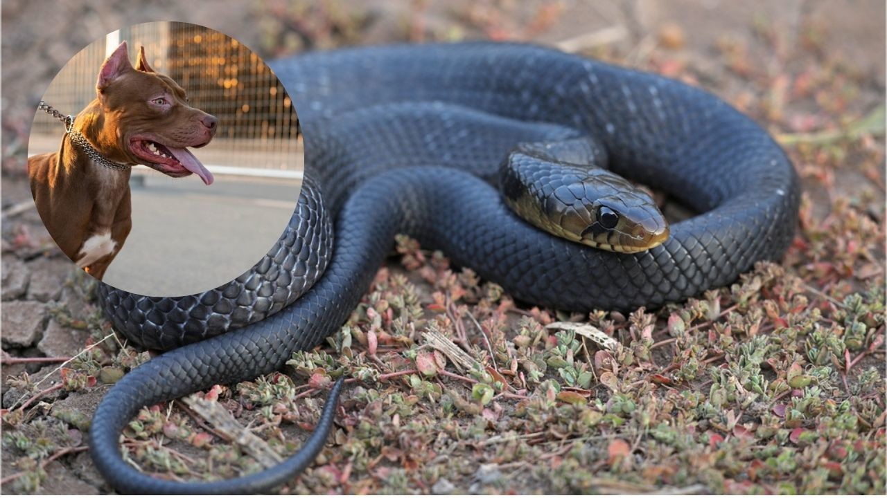 Perro salva a niños de una serpiente en Ciudad Caucel, Yucatán