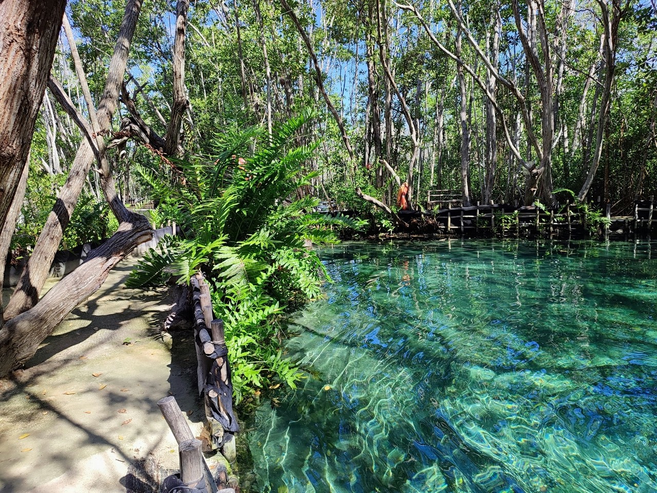 ¿Qué te puede pasar si tomas agua de un cenote?. Foto: @Unsplash