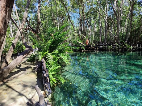 ¿Qué te puede pasar si tomas agua de un cenote, según los expertos?