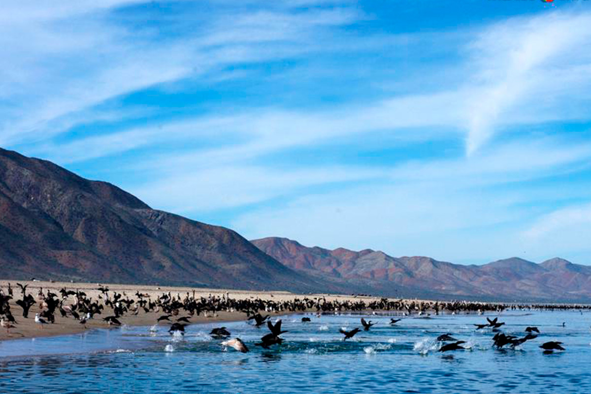 Avistamiento de aves marinas en aguas del Pacífico Sucalfiorniano. Foto: México Desconocido.