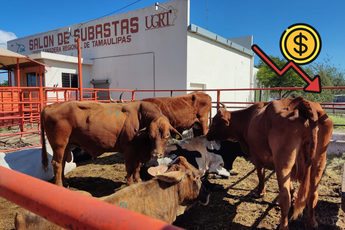 En la última subasta realizada el pasado miércoles 18 de diciembre, el precio del ganado cayó en promedio $10 pesos por kilo, generando preocupación entre los productores locales. Foto: UGRT