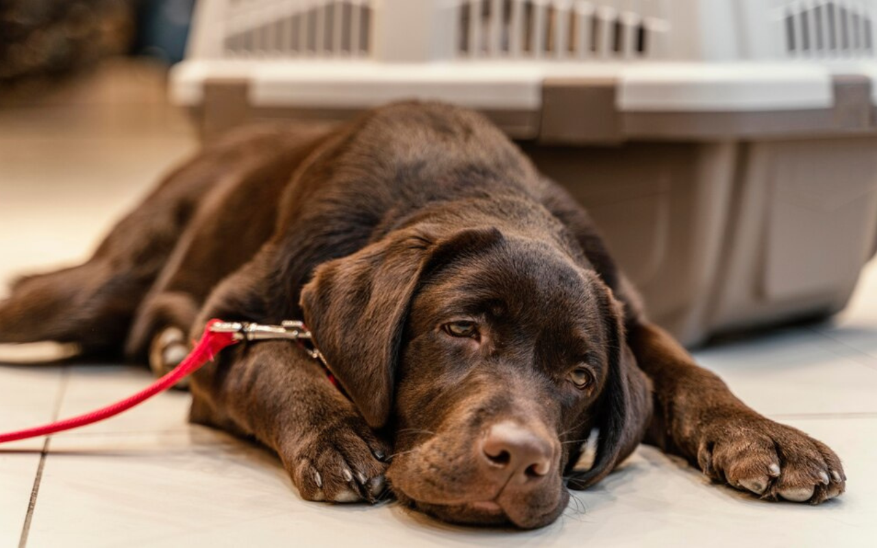 Cuida y protege a tus mascotas de la pirotecnia, puede llegar a ser muy peligroso para ellos. Foto: Freepik