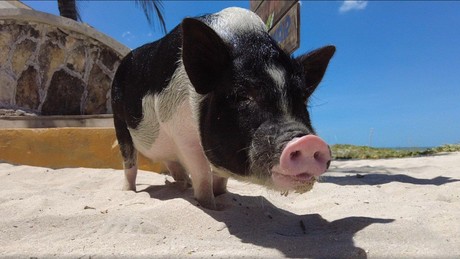 ¿Cerrarán la Pig Beach? Esto opinan los progreseños