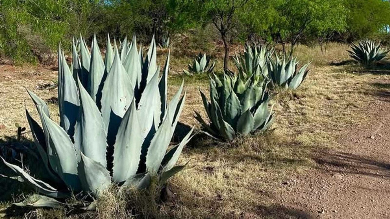 Este agave de Durango tiene características únicas para fabricar mezcal de talla internacional. Foto: Turismo Durango, en Instagram.