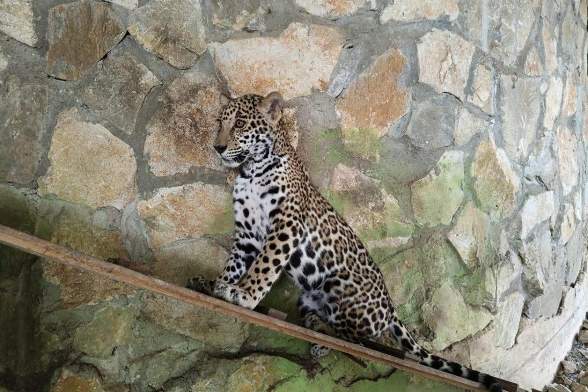 Dos cachorros de jaguar, una hembra y un macho, se encuentran en exhibición en el parque ecológico de la Reserva de la Biosfera El Cielo, en el municipio de Gómez Farías. Foto: Daniel Espinoza