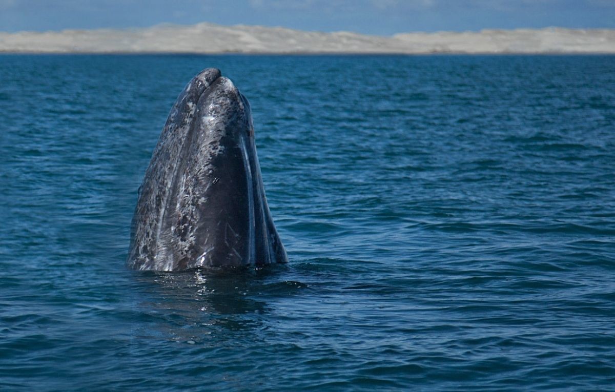 Avistamiento de ballena gris en Baja California Sur está por comenzar. Foto: SEMARNAT