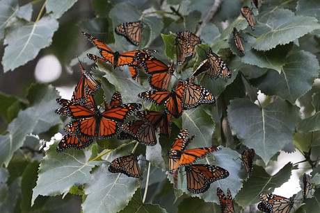 EU propone proteger a la mariposa monarca: ¿Qué implica este cambio?